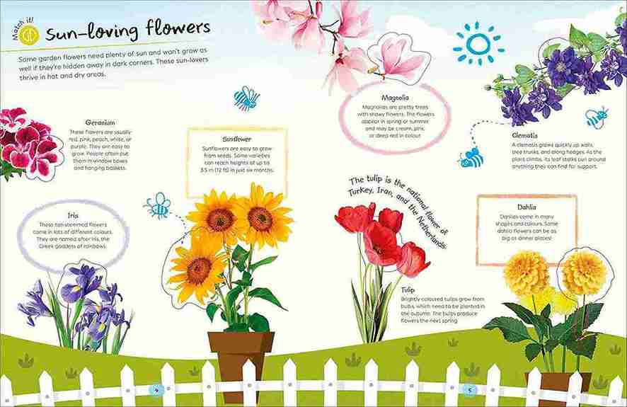 Educational illustration about sun-loving flowers with colorful flowers and text.