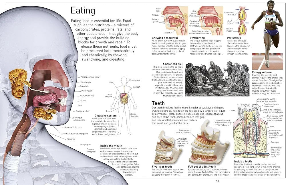 Eyewitness Human Body - Explore how the human body works