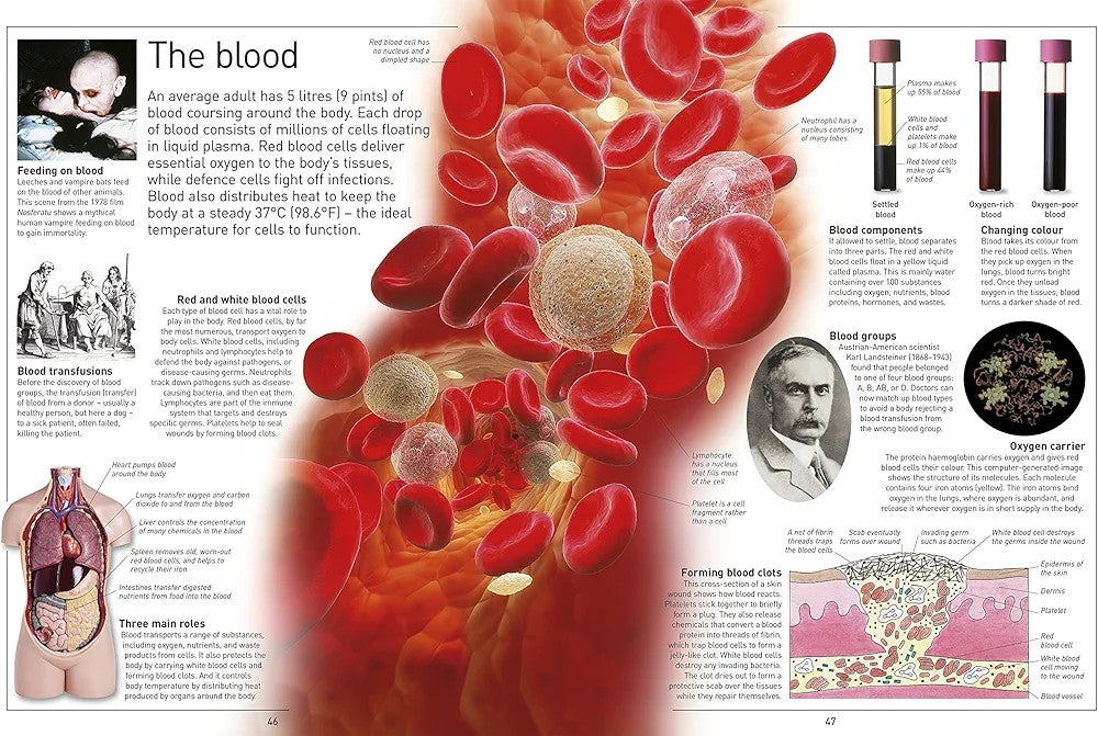 Eyewitness Human Body - Explore how the human body works