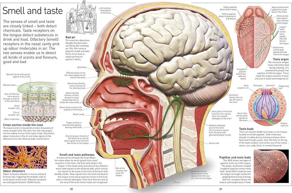 Eyewitness Human Body - Explore how the human body works