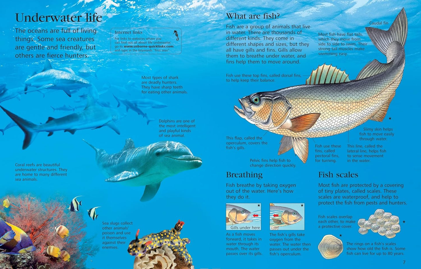 First Encyclopedia Of Seas & Oceans (Hard Cover)