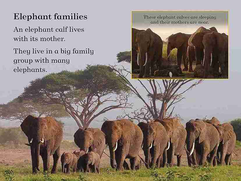 BBC Earth: Baby Animals