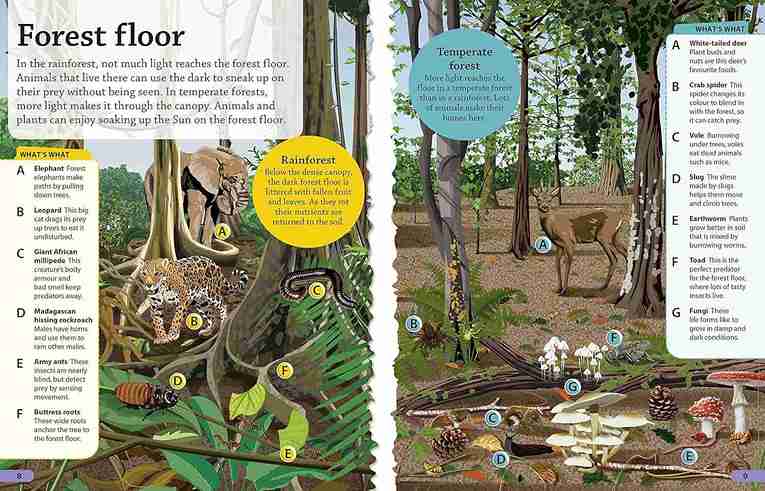 Illustrated pages from a nature book showing different forest floor ecosystems.
