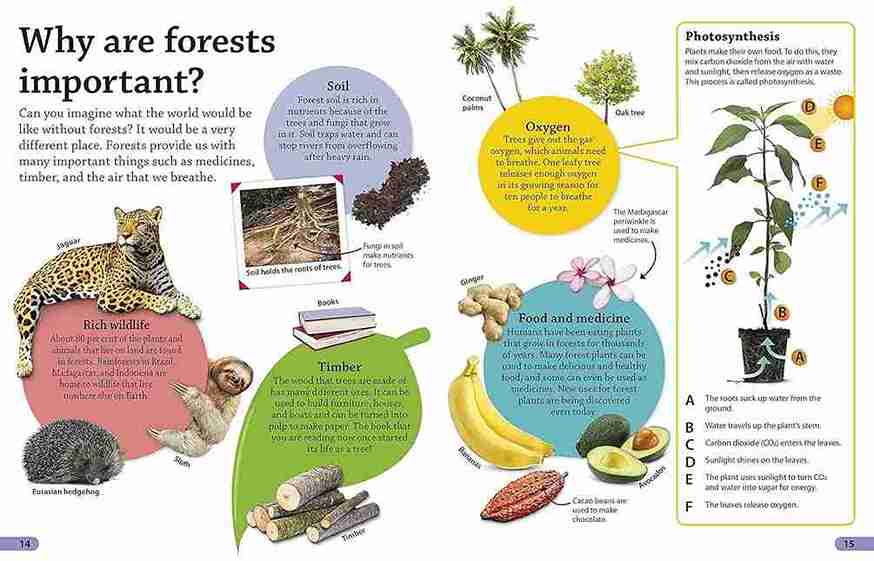 Educational diagram about the importance of forests with various benefits listed.