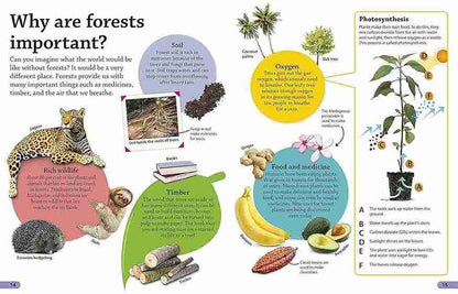 Educational diagram about the importance of forests with various benefits listed.