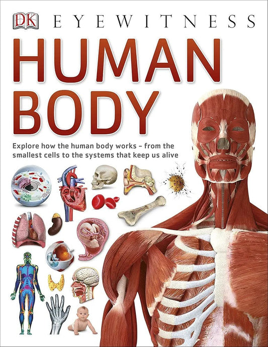 Eyewitness Human Body - Explore how the human body works (Paperback)