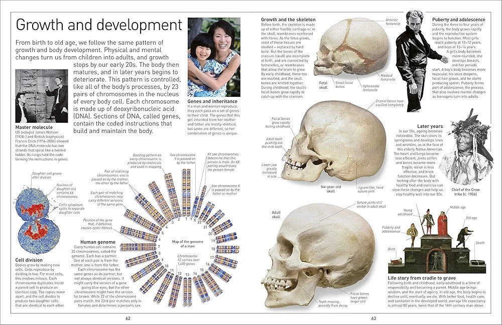 Eyewitness Human Body - Explore how the human body works