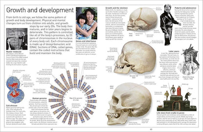 Eyewitness Human Body - Explore how the human body works
