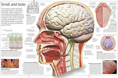 Eyewitness Human Body - Explore how the human body works