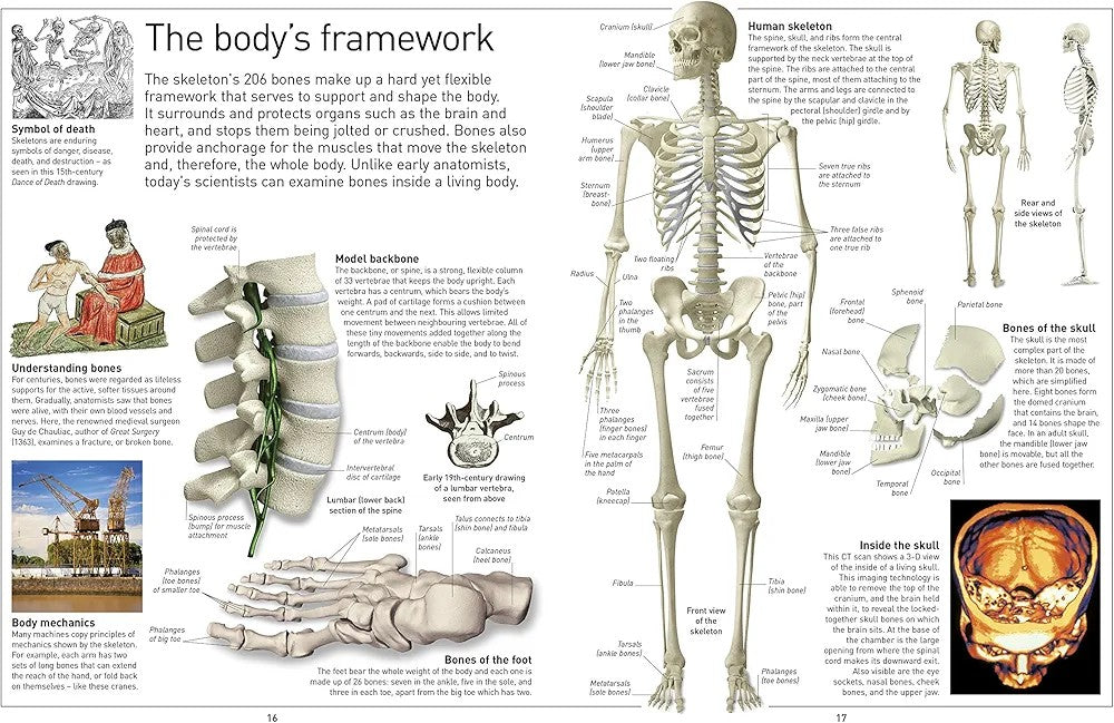 Eyewitness Human Body - Explore how the human body works