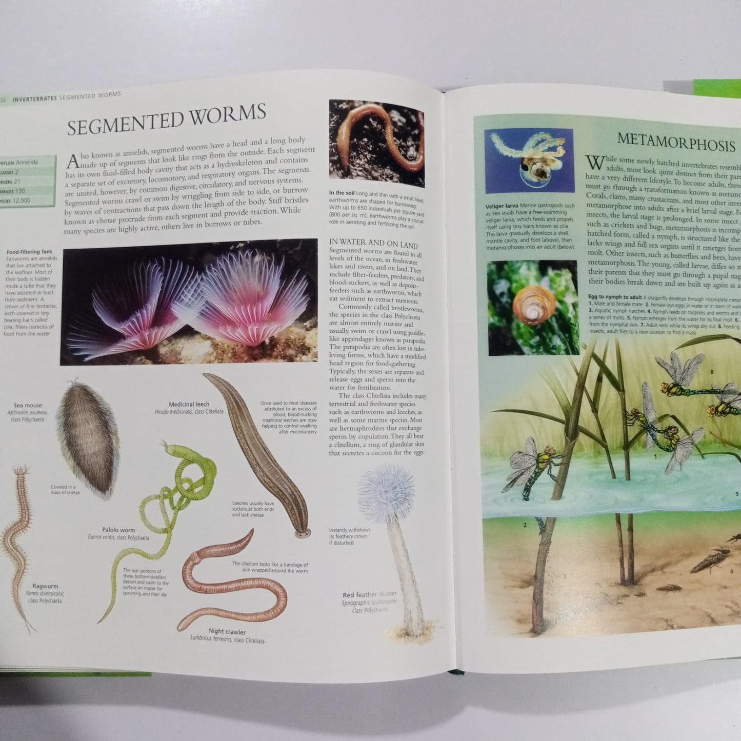 The Encyclopedia of Animals-A Complete Visual Guide (Preloved)