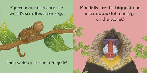 Illustrations of a pygmy marmoset and a mandrill with text about their characteristics.